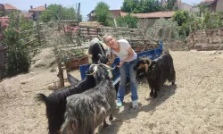 Muğla'da Tilki Öldürdüğünü İhbar Eden Komşuya Darp ve Tehdit!