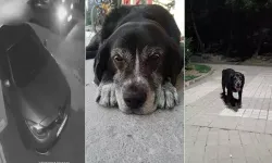 Ataşehir'de Vicdansız Sürücü Uyuyan Köpeği Ezerek Kaçtı!