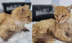 Kayseri'de Ayakları Kesilmiş Halde Bulunan Kedi Öldü