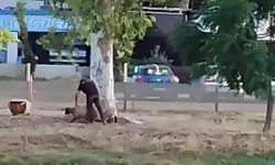 Adana'da Sürüden Ayrılan Koyuna Şiddet Uygularken Görüntülendi!