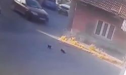 Eskişehir'de Kedi Yavrularını Ezip, Kaçan Sürücüsü Kameralardan Tespit Edildi