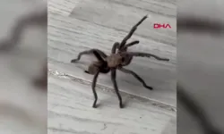 Zeytuni Tarantulası Şırnak’ta Ortaya Çıktı