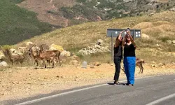 Tunceli'de İnsanlara Alışan Yaban Keçileri İçin Uzmanlar Uyarıyor, Tehlikeli Olabilir!