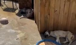 Ankara, Altındağ İlçesinde 5 Köpek Ölü Bulundu!