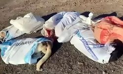 Edirne'de Çuvalın İçinde 15 Ölü Köpeğin Bulunmasıyla İlgili 4 Gözaltı