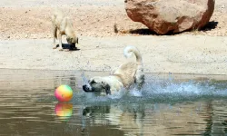 Toplanan Sokak Köpekleri Sosyal Medyadan Sahiplendiriliyor