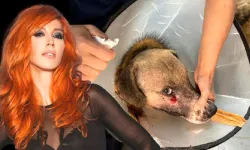 Alkollü Şahsın Vurduğu Sokak Köpeğini Hande Yener Sahiplendi 