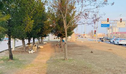 Diyarbakır'da Başıboş Köpekler 5 Yaşındaki Çocuğu Kafasından Yaraladı.