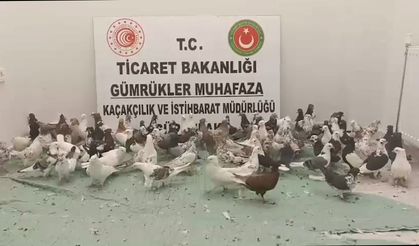 Gümrükler Muhafaza ekipleri, 2025'te 85 bin 342 canlı hayvan ele geçirdi