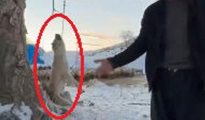 Çok yediğini iddia ettiği köpeğini ağaca asıp öldürdü
