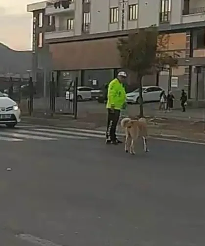 Polis, Sokak Köpeğinin Karşıya Geçmesi İçin Trafiği Durdurdu