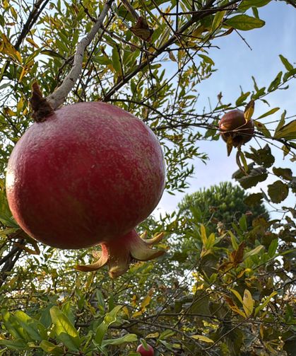 86 yaşında, arazisinde 54 farklı organik meyve yetiştiriyor