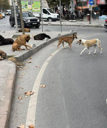 Bakan Çiftçi: Sahipsiz sokak hayvanlarının yüzde 83'ü toplandı