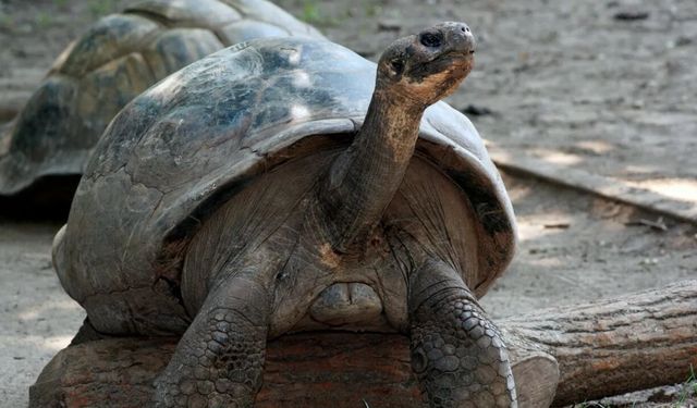 Nesli Tükenmek Üzere Olan Asırlık Kaplumbağa Doğum Yaptı