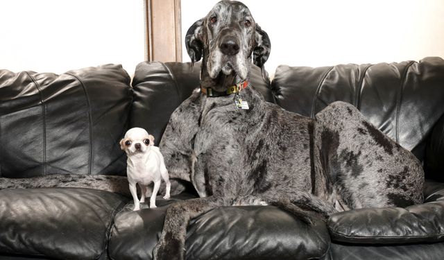 Dünyanın En Büyük ve En Küçük Köpekleri Bir Araya Geldi