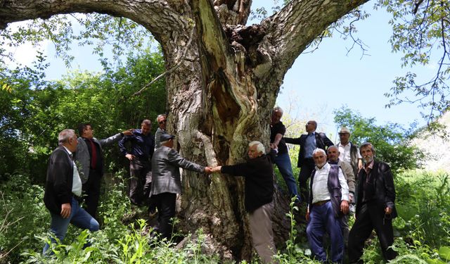 'İmam Ağacı' Olarak Bilinen Ceviz Ağacı 350 Yaşında