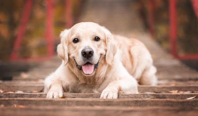 Eğitilmiş Köpekler Parkinson Hastalığını Yüzde 98 Doğrulukla Tespit Etti