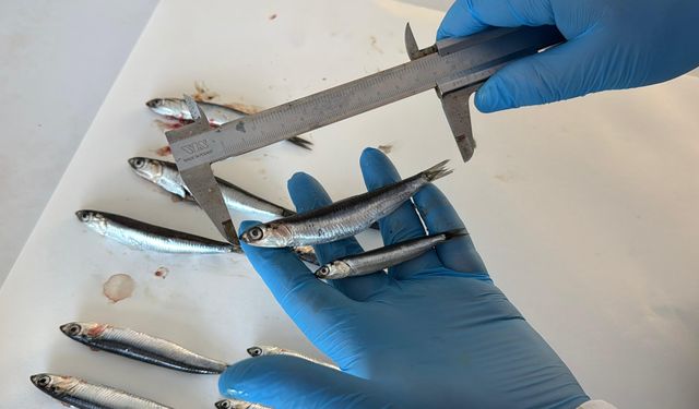 Karadeniz'de aşırı avcılık nedeniyle hamsi boyu küçüldü