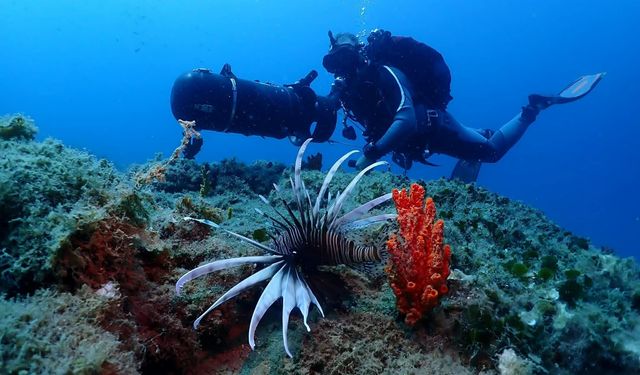 Kuşadası'nın Su Altı Dünyası, Dalış Tutkunlarının Gözdesi Oldu