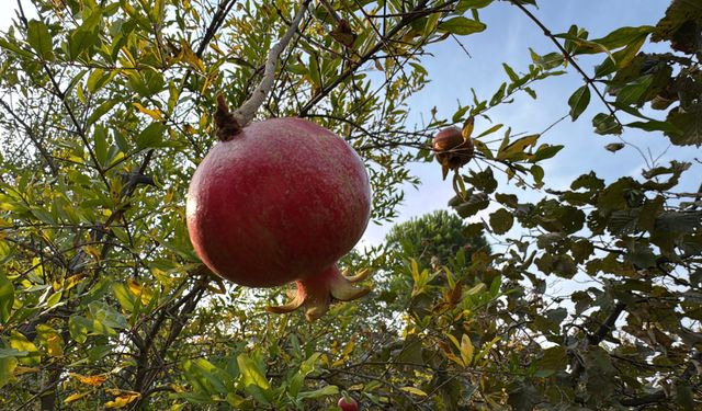 86 yaşında, arazisinde 54 farklı organik meyve yetiştiriyor