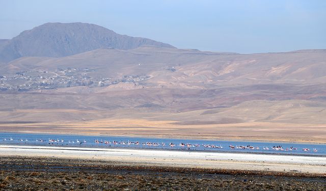 Flamingolar, İran'ın Urumiye Gölü kuruyunca Van Gölü Havzası'ndan kışın da ayrılmadı