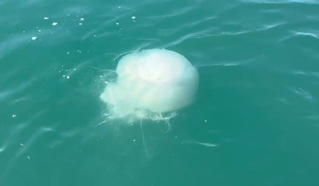 İskenderun Körfezi'nde zehirli denizanası popülasyonu ve zehirlenme vakaları arttı