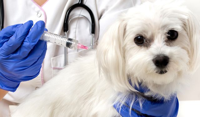 Prof. Dr. Hecer: Türkiye’de hastalıkların yüzde 61’i, hayvandan insana bulaşan hastalıklardan oluşuyor