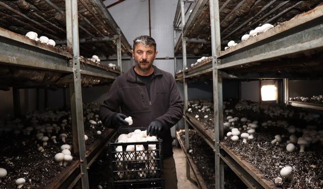 Metropol hayatını bıraktı, memleketinde mantar üretim çiftliği kurdu