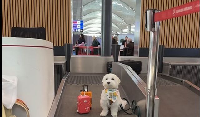 Dünya'nın en çok gezen köpeği ‘Tofu’ İstanbul Havalimanı’nda