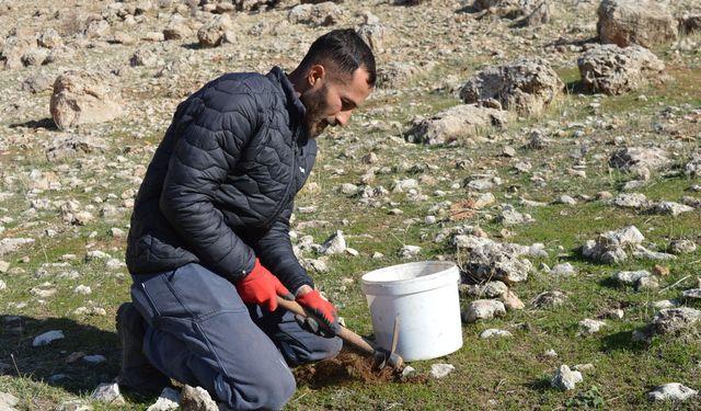 Küresel ısınmaya karşı 2 yılda 20 binden fazla tohum ekip, fidan dikti