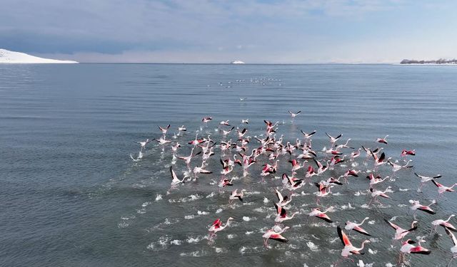 Flamingolar soğuk havaya rağmen göç etmedi