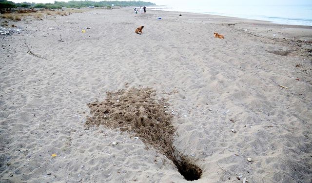 Her 10 caretta yuvasından 1'i tahrip oldu; en büyük sebep tatilcilerin bıraktığı köpekler