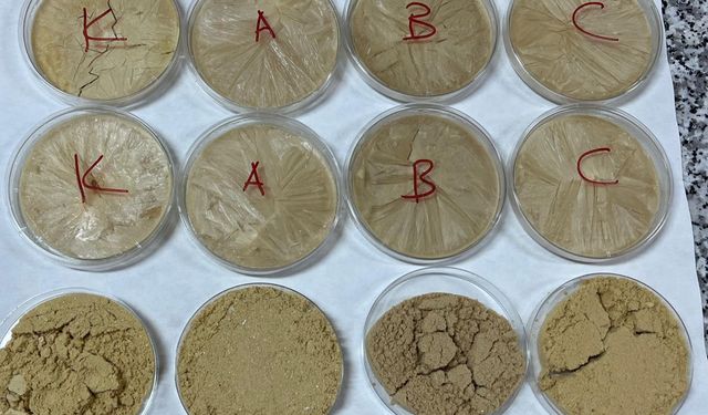 Vegan sporcular için ceviz temelli protein tozu geliştirdiler