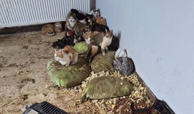 Ankara'da kötü şartlarda tutulan 102 hayvana el konuldu