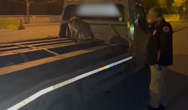 Çekiciye saklanmış 1 milyon 260 bin uyuşturucu hap ele geçirildi