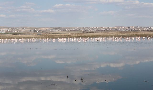 Flamingolar Tuz Gölü'ne gelmeye başladı