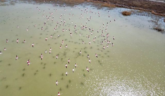 Kayseri’de flamingoların görsel şöleni dron kamerasında