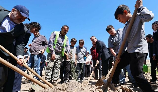 Taşınan her zeytin ağacı için yeni bir fidan: Milas'ta 4 bin fidan toprakla buluştu