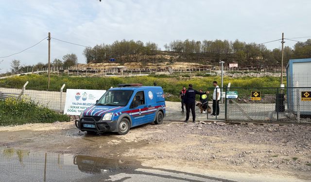 Yalova’da hayvan ölümleri iddialarına soruşturma