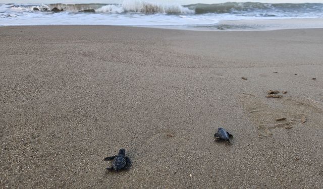 32 yıllık caretta mücadelesi; 1,5 milyon yavru denize ulaştı