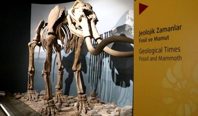 500 bin yıllık mamut fosilinin de sergilendiği müzeyi yaklaşık 100 bin kişi gezdi
