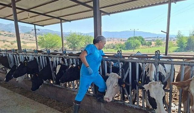 Aydın’da şap hastalığı: 17 mahallede karantina tedbirleri alındı