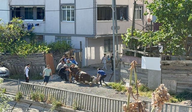Esenyurt'ta kaçak kurban kesenlere ceza