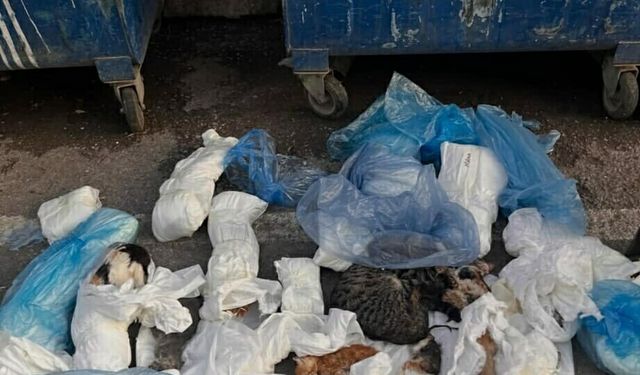 İzmir'de 33 kedinin ölü bulunması ile ilgili gözaltına alınan veteriner adliyede