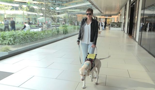 Rehber Köpekler Derneği Başkanı Tunçer: Türkiye'de aktif 8 rehber köpek bulunuyor; 300 görme engelli sırada bekliyor