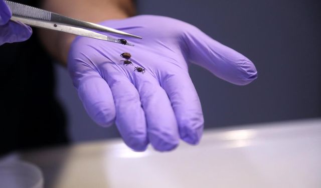 Yağışlarla bitki örtüsü arttı, kene popülasyonu riski yükseldi