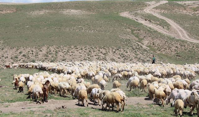 Aksaray’da ‘ithal çoban’ dönemi