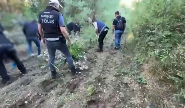 Hevsel Bahçeleri’nde 12 bin 174 kök kenevir ele geçirildi