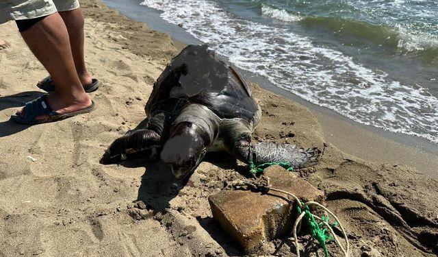 İzmir'de yüzgecine parke taşı bağlanmış ölü deniz kaplumbağası kıyıya vurdu