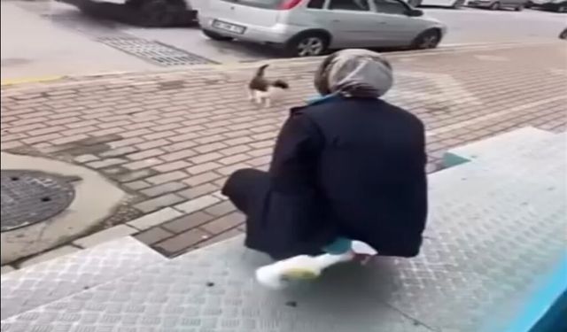 Kedinin yüzüne sprey sıkan market çalışanı beraat etti